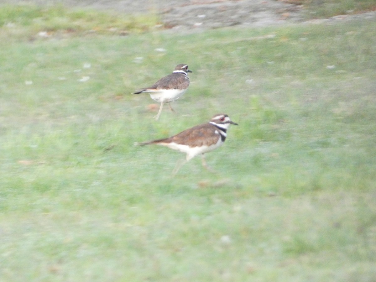 Killdeer - ML619027529