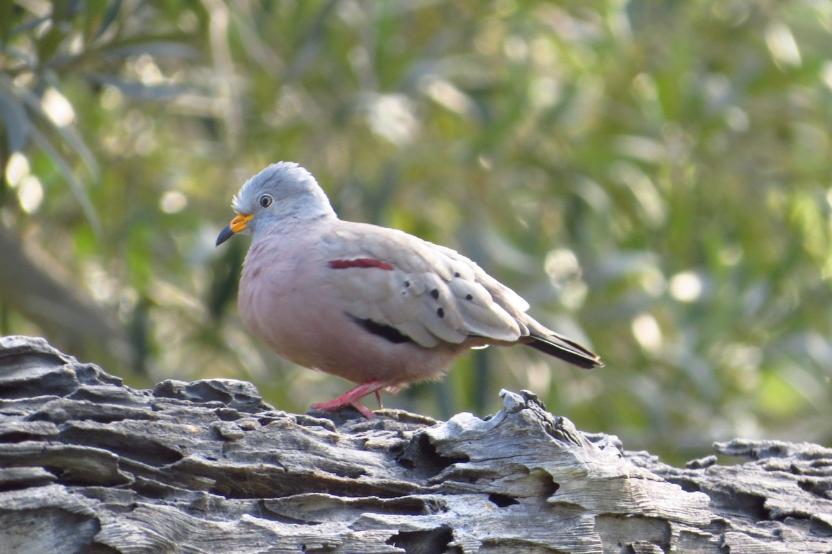 Croaking Ground Dove - Gary Prescott