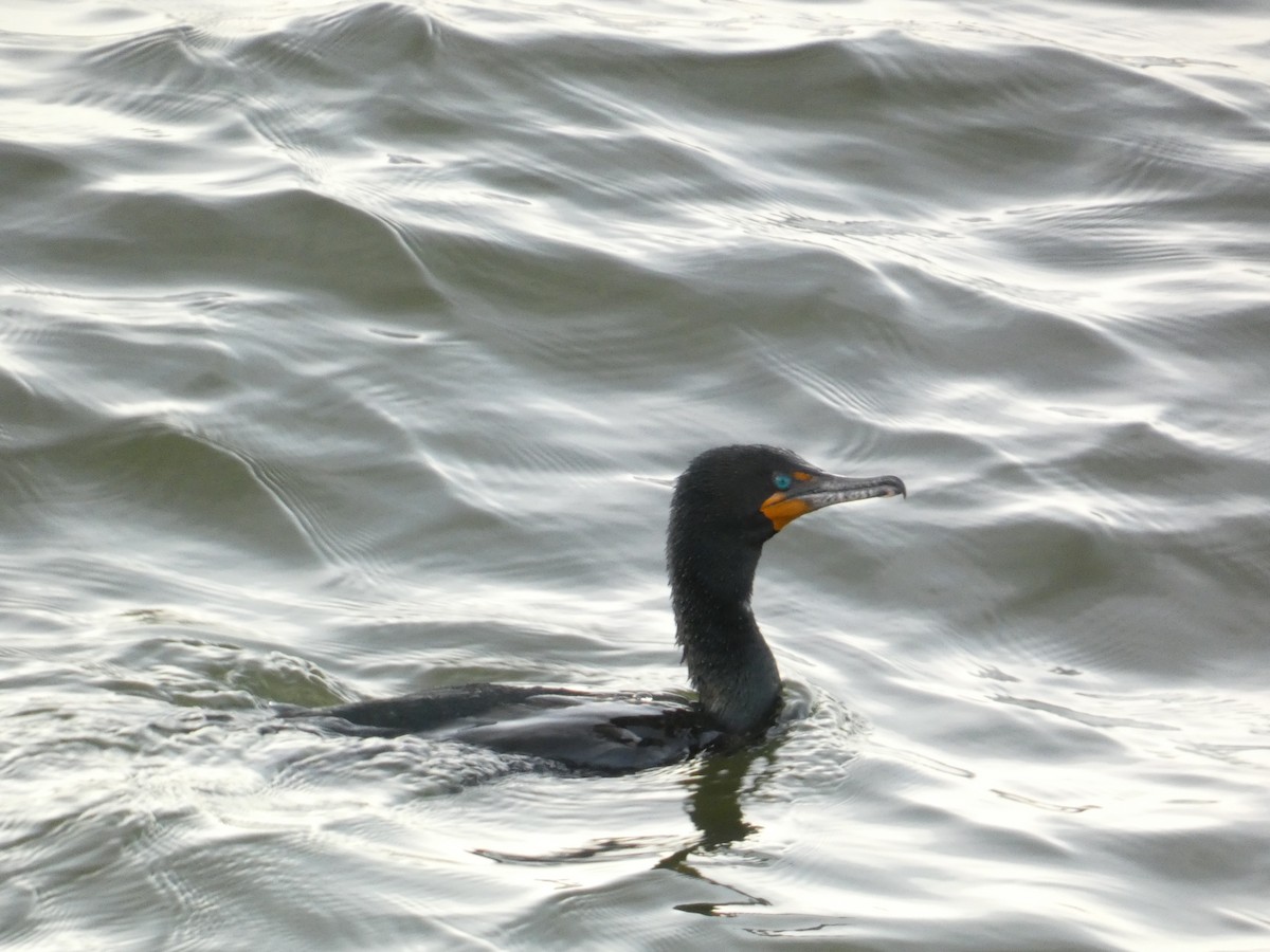 Double-crested Cormorant - ML619027541