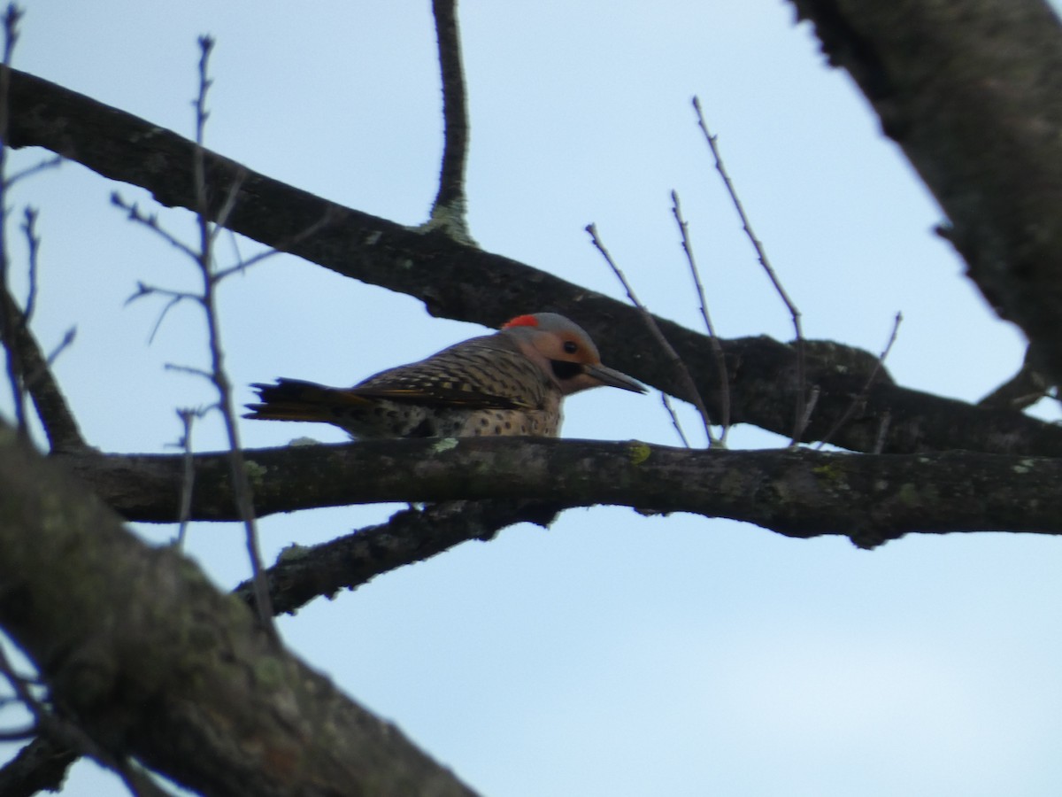 Northern Flicker - ML619027550