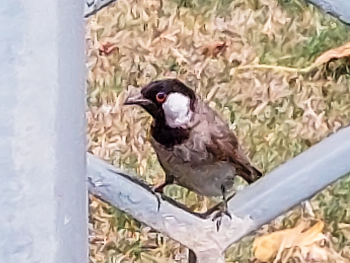 White-eared Bulbul - David Hird