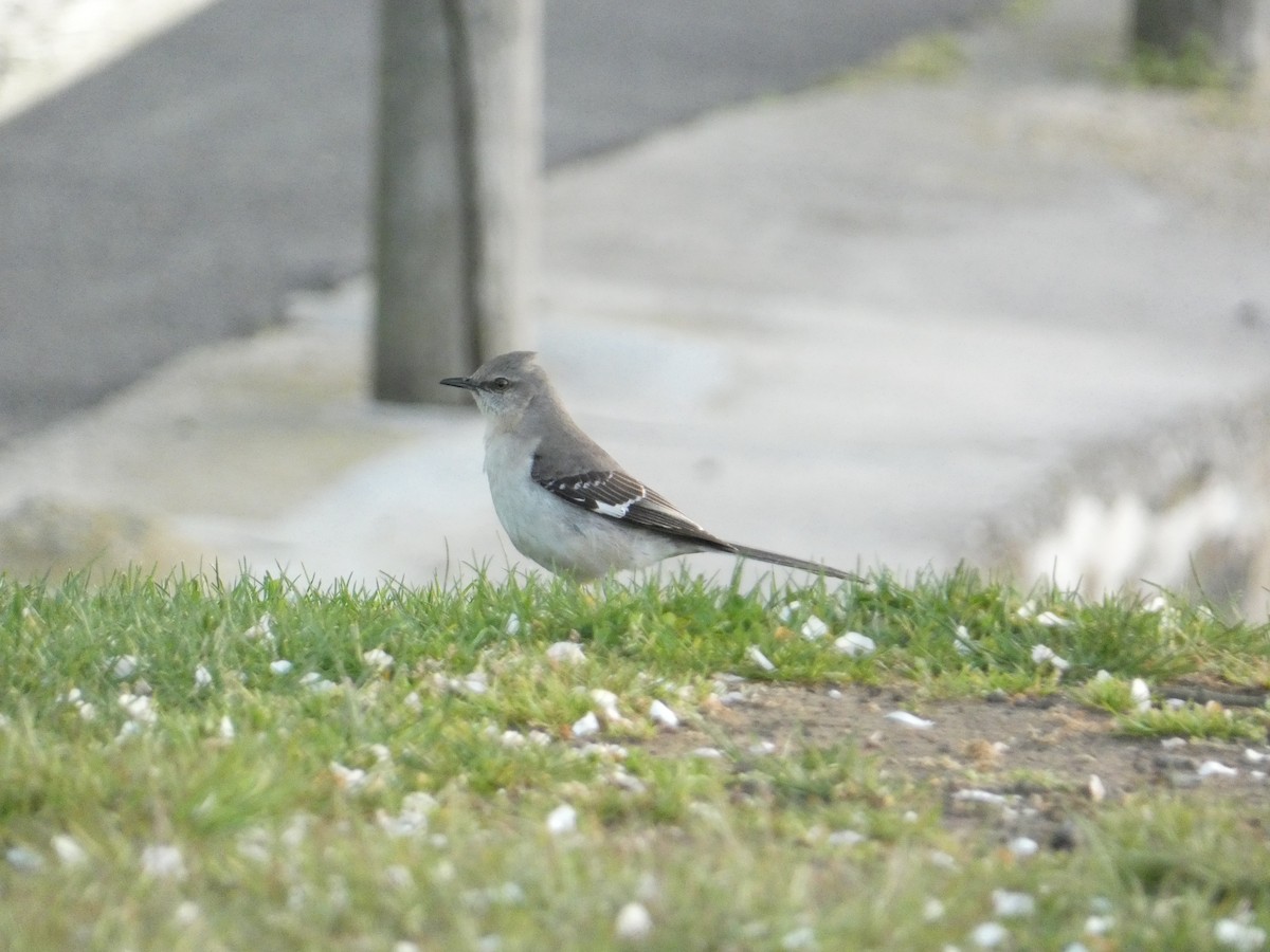 Northern Mockingbird - Rithika Fernandes