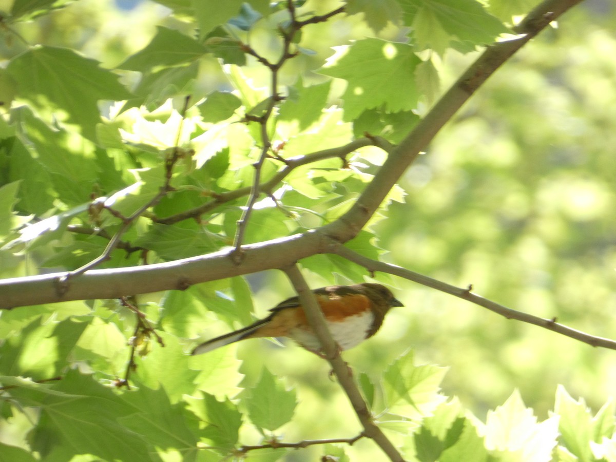 Eastern Towhee - Rithika Fernandes