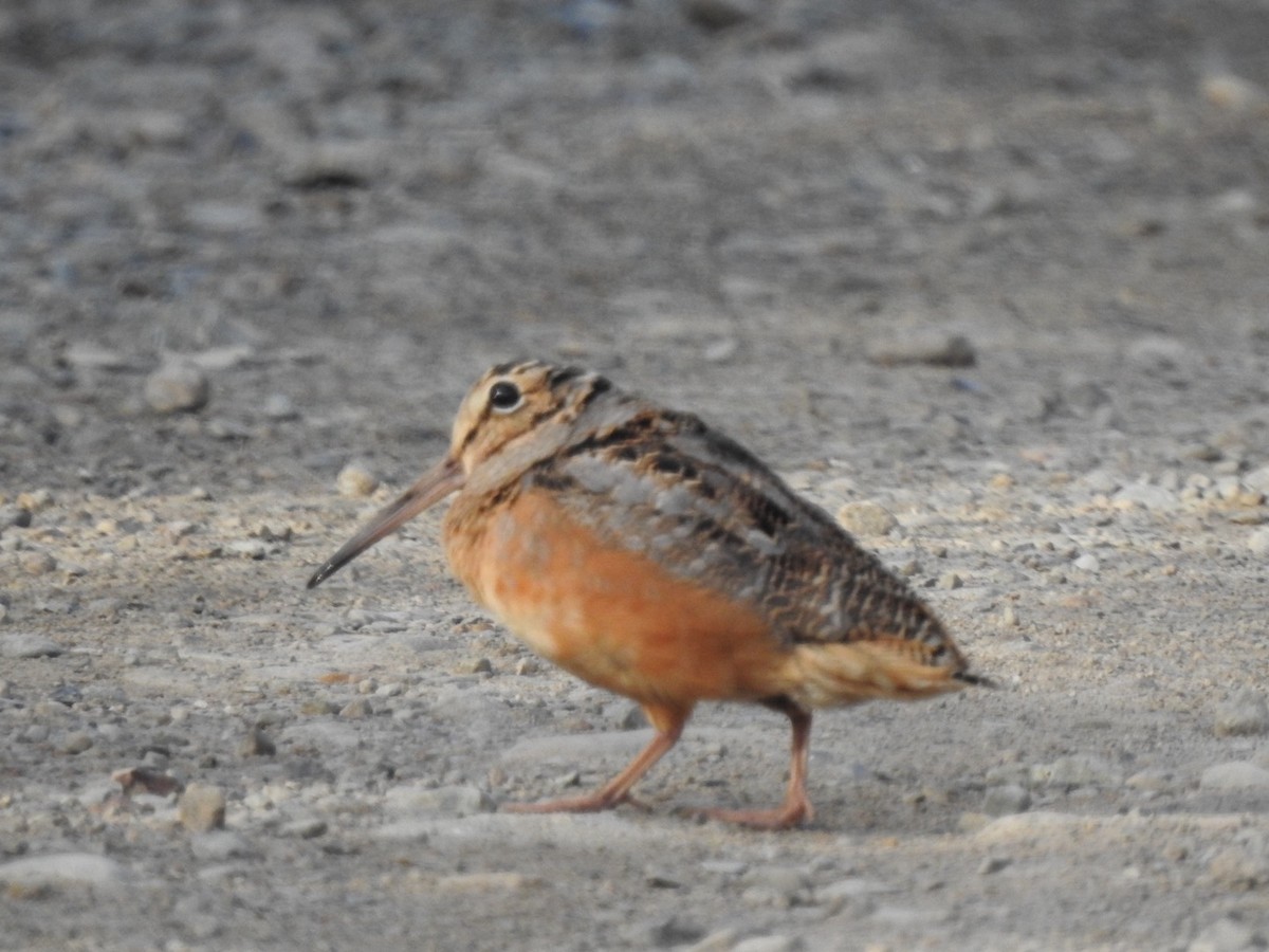 American Woodcock - ML619027575