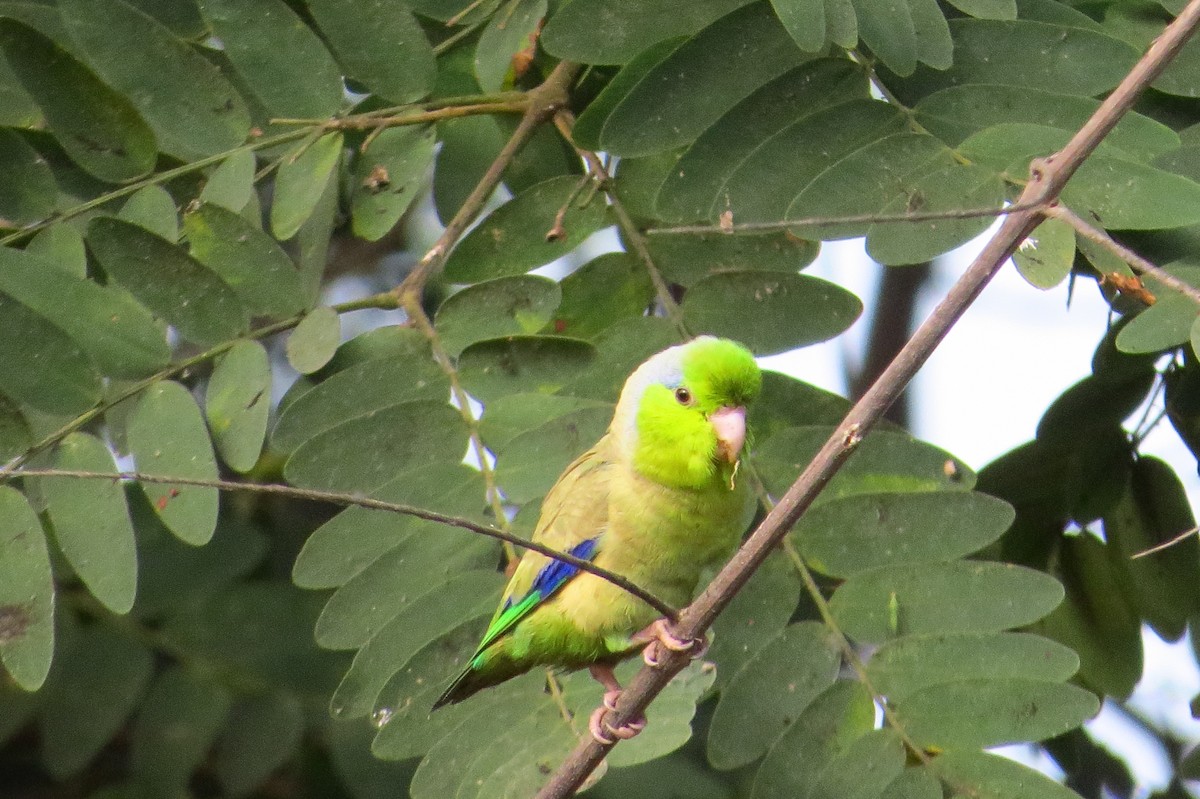 Pacific Parrotlet - ML619027578