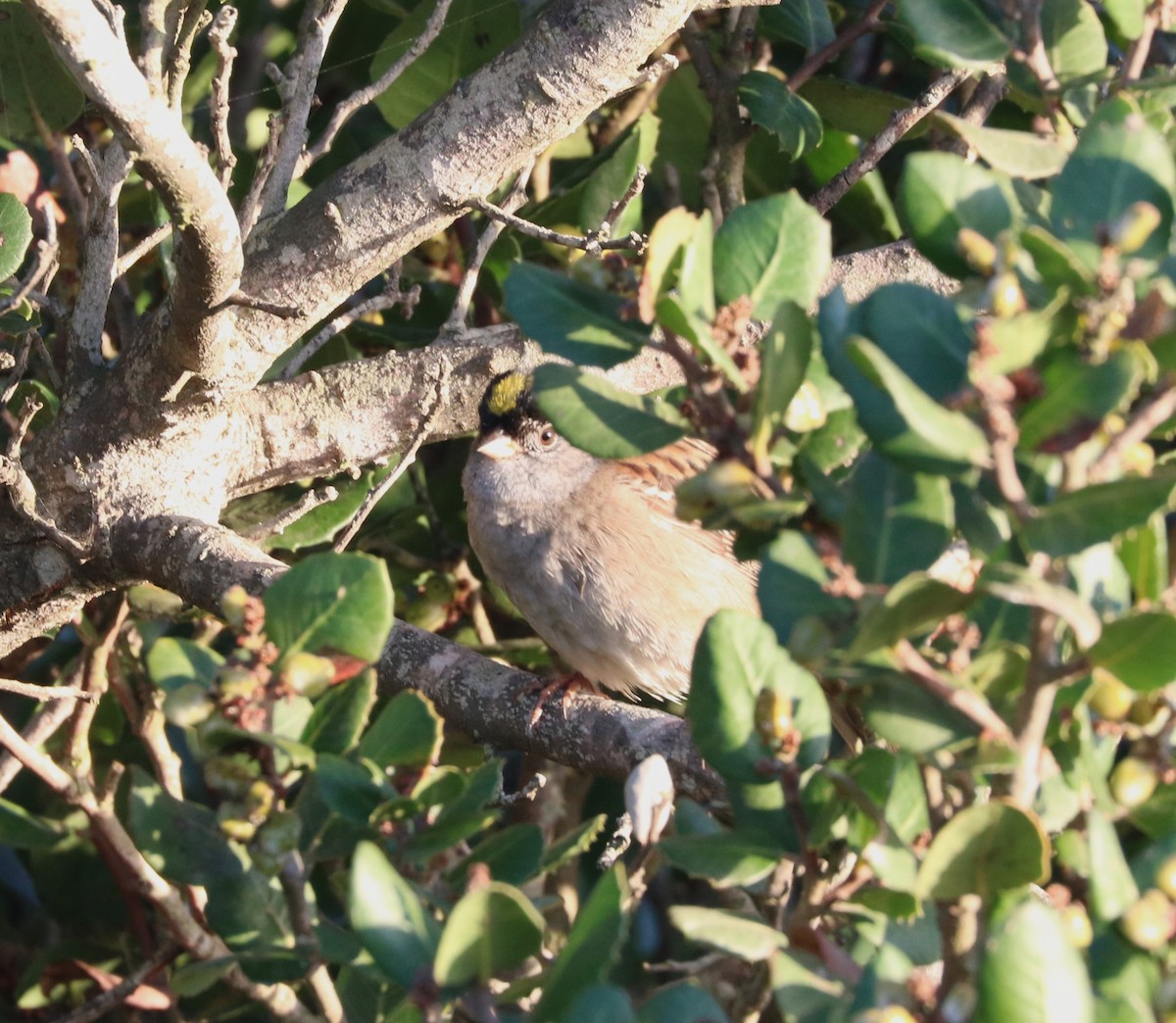 Golden-crowned Sparrow - adam zions