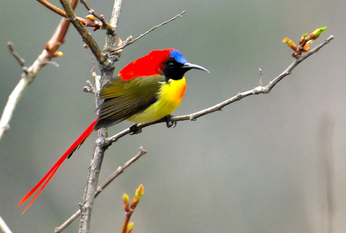 Fire-tailed Sunbird - ML619027590