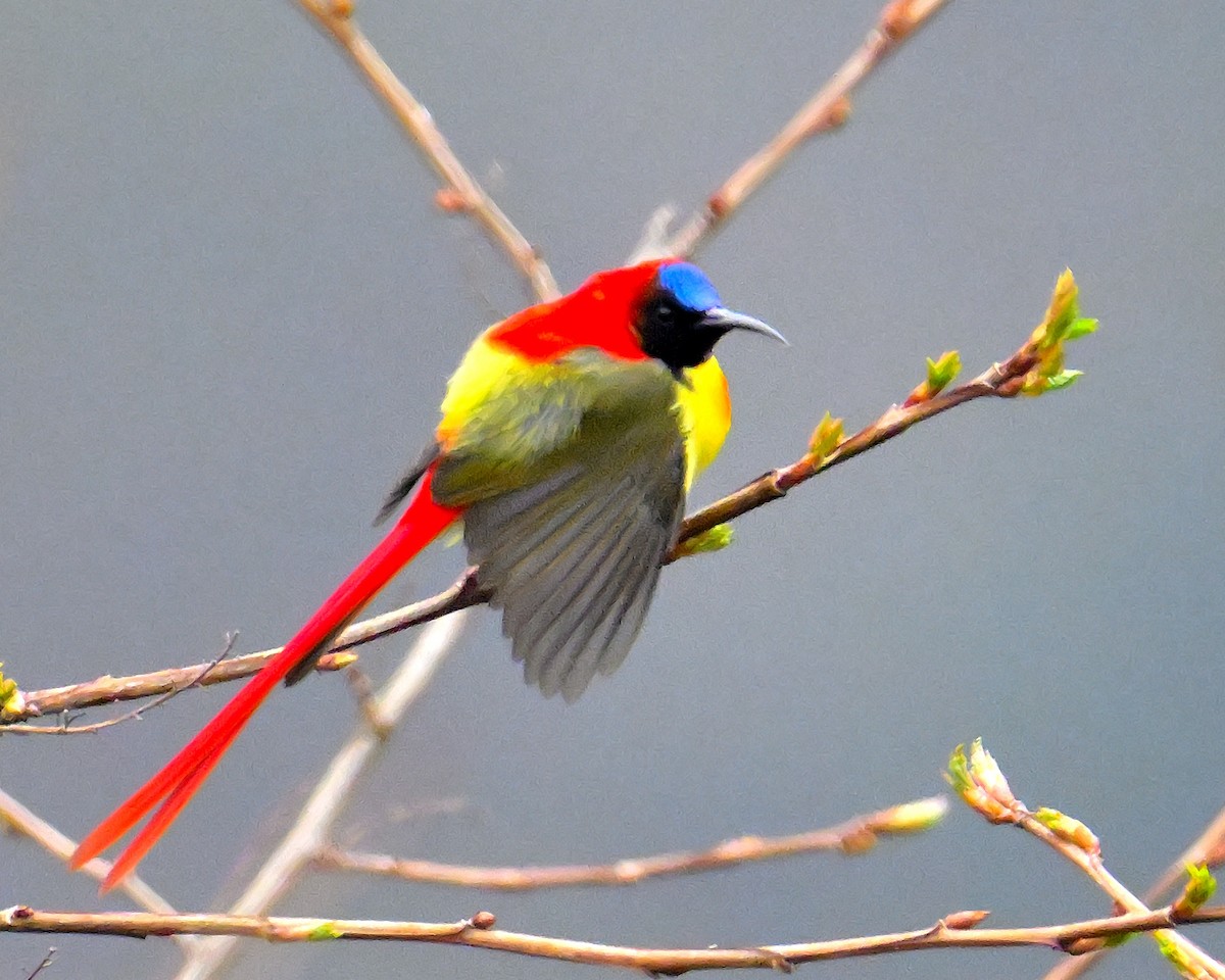 Fire-tailed Sunbird - Rajesh Gopalan