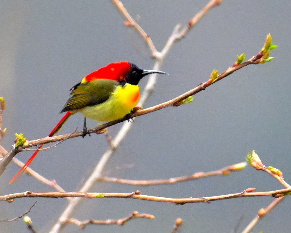 Fire-tailed Sunbird - ML619027592