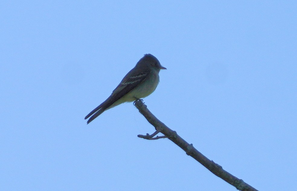 Willow Flycatcher - Dennis Mersky