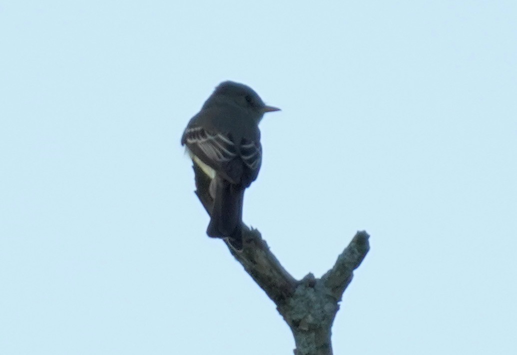 Willow Flycatcher - Dennis Mersky