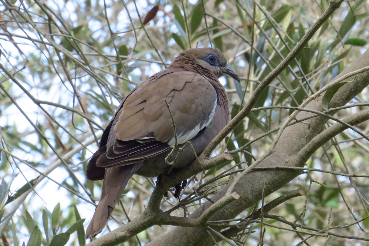 West Peruvian Dove - Gary Prescott