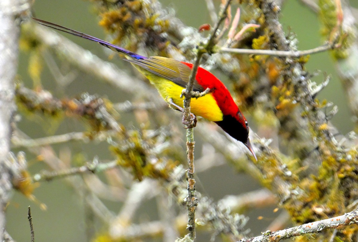 Mrs. Gould's Sunbird - ML619027615