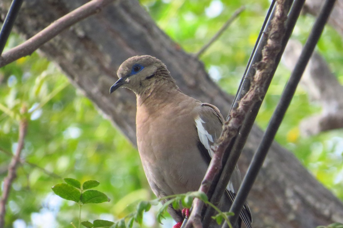 West Peruvian Dove - ML619027620