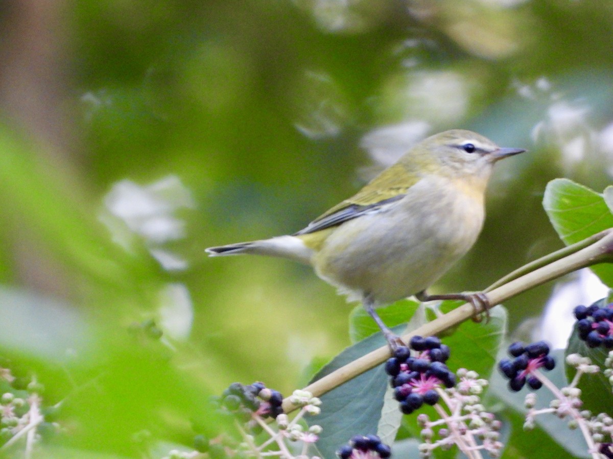 Tennessee Warbler - ML619027627