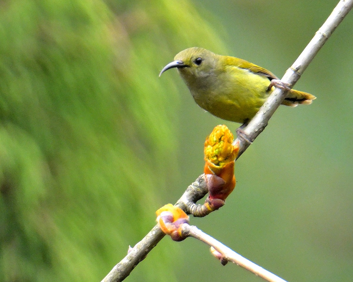 Green-tailed Sunbird - ML619027631