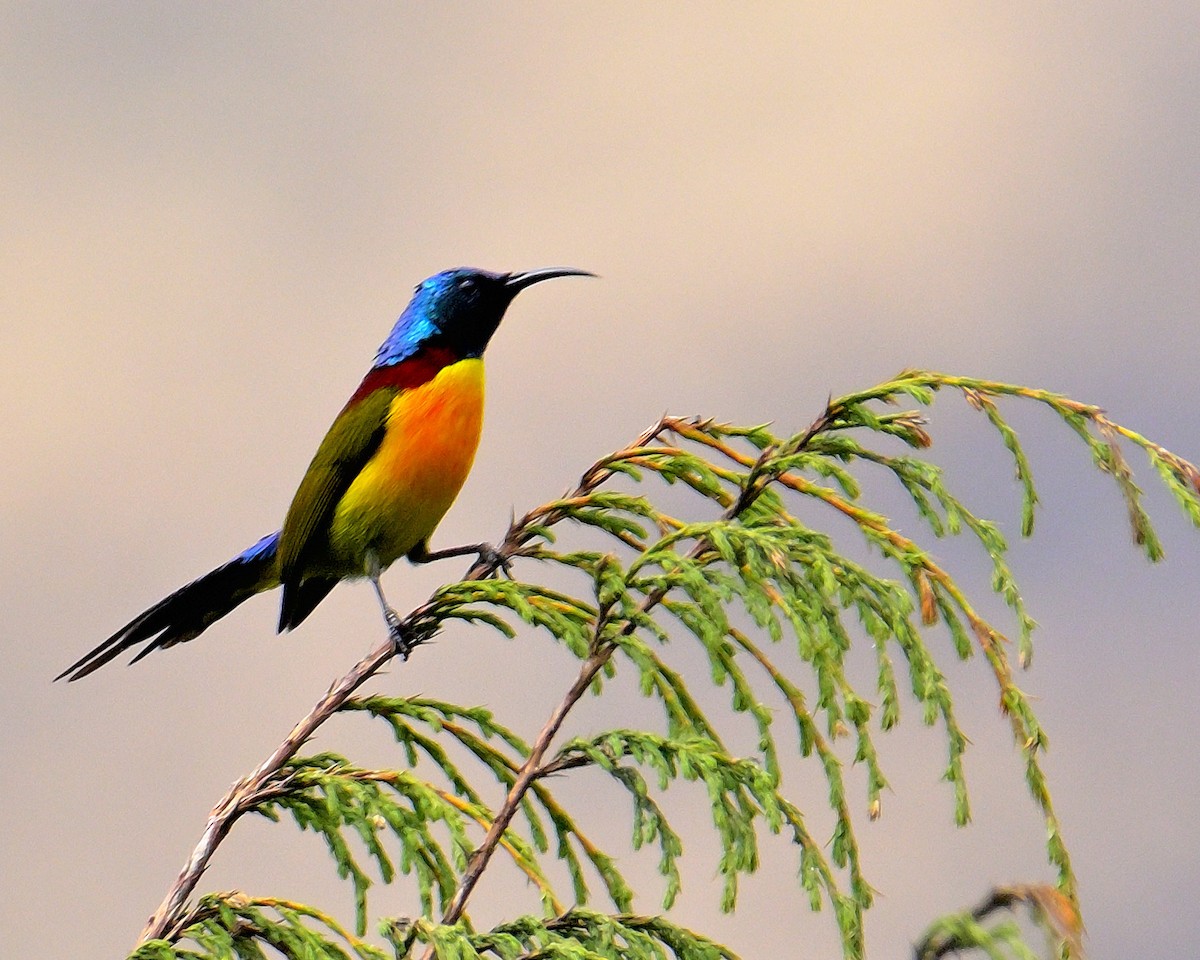 Green-tailed Sunbird - Rajesh Gopalan