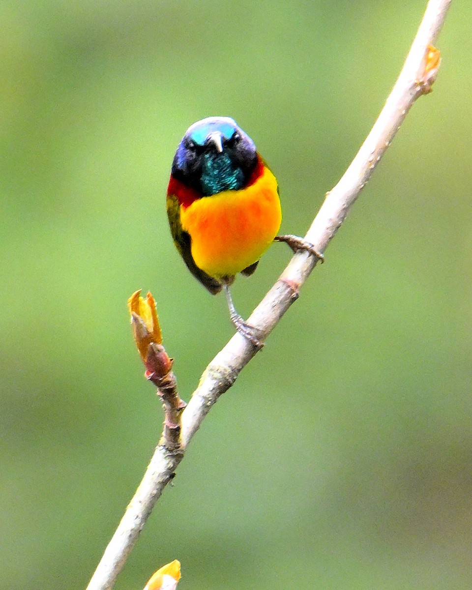 Green-tailed Sunbird - Rajesh Gopalan