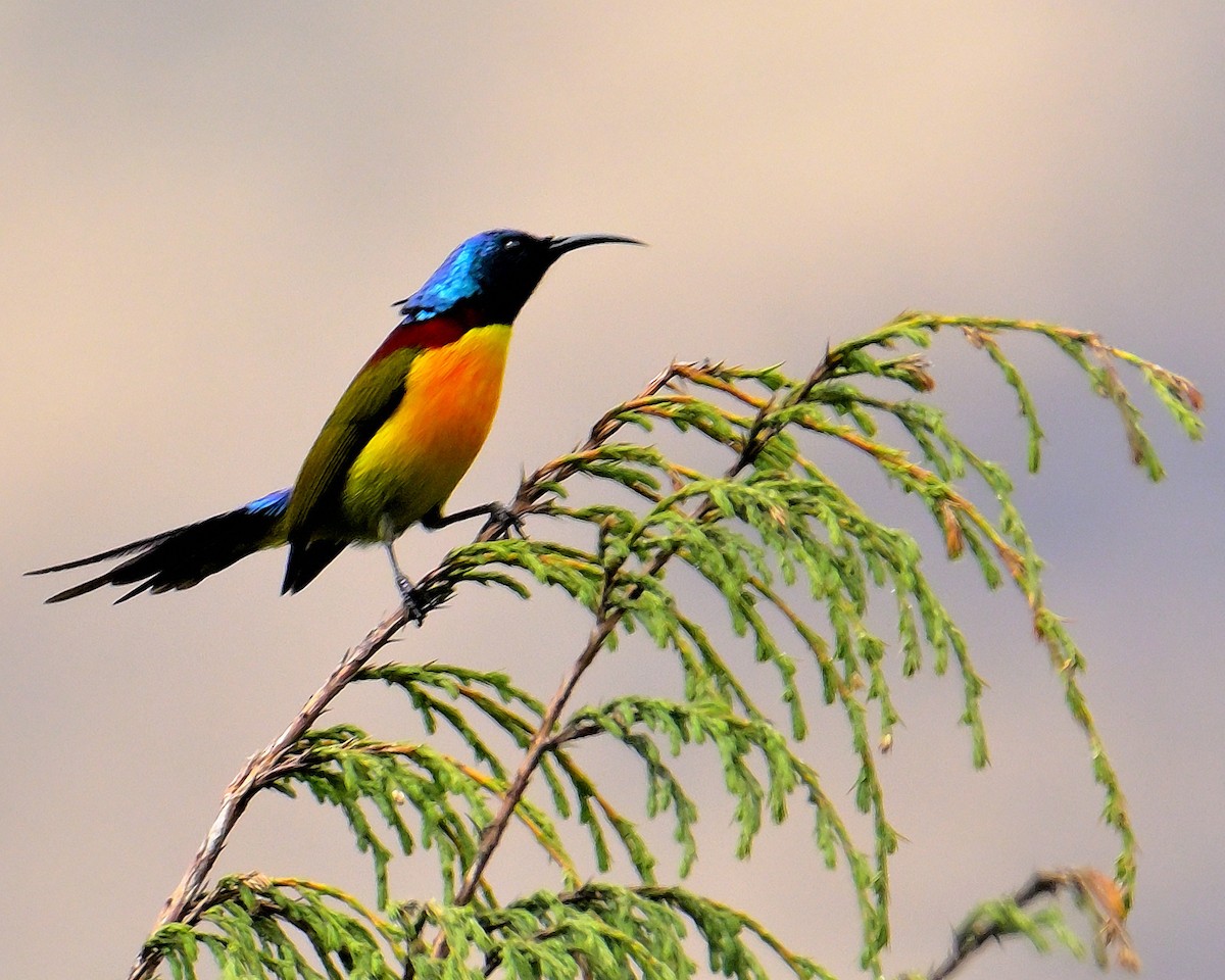 Green-tailed Sunbird - ML619027635