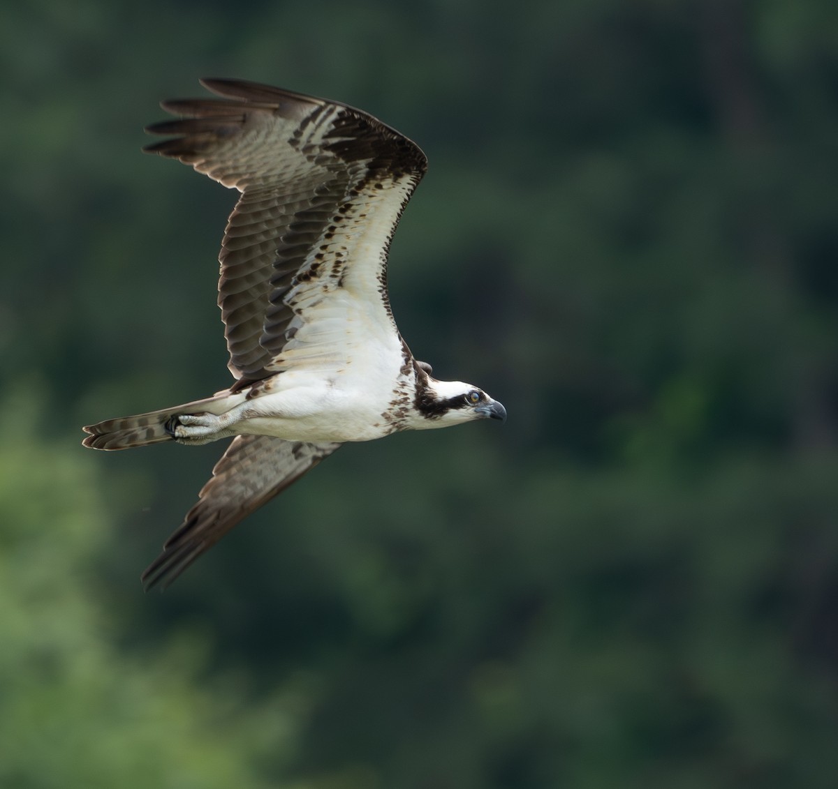 Águila Pescadora - ML619027639