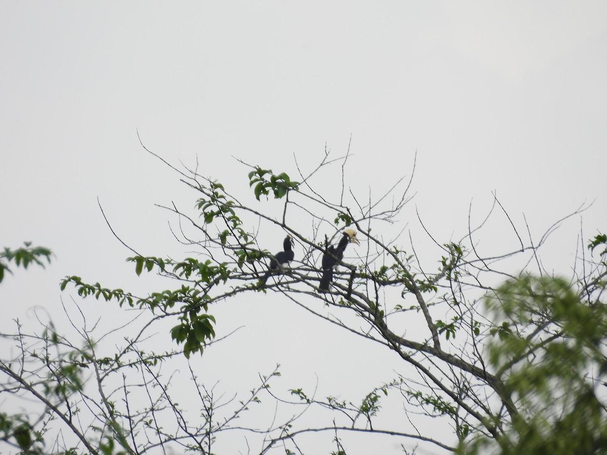 Oriental Pied-Hornbill - Rahul Kumaresan