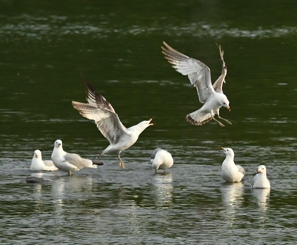 Ring-billed Gull - Regis Fortin