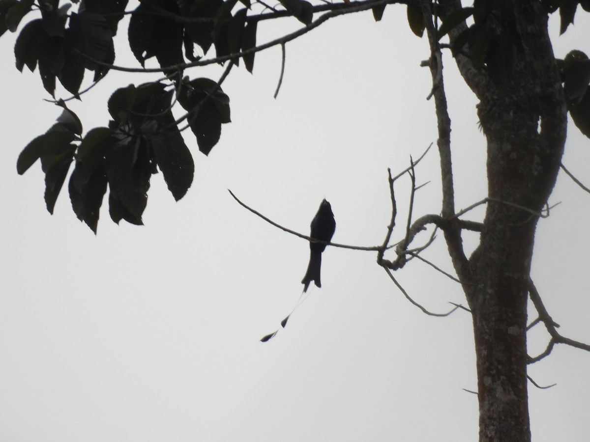 Greater Racket-tailed Drongo - Rahul Kumaresan