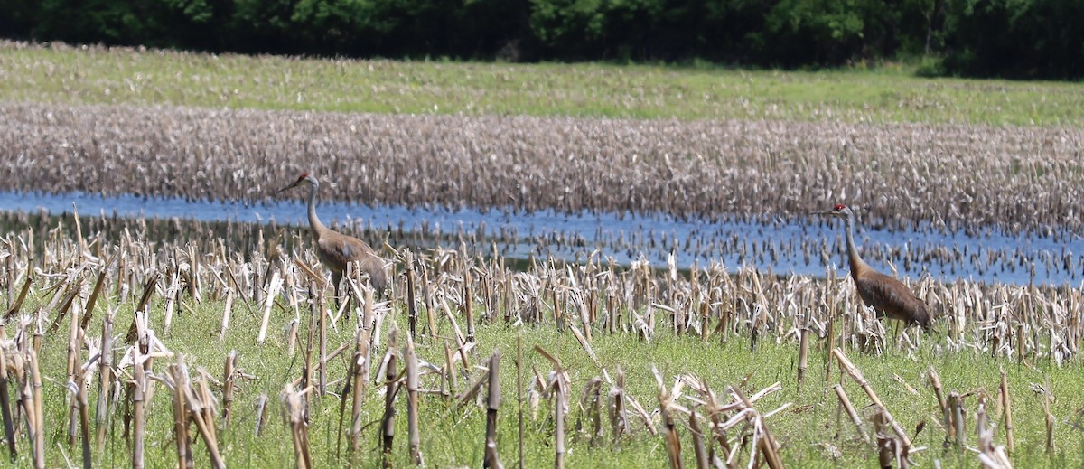 Sandhill Crane - Bradley White