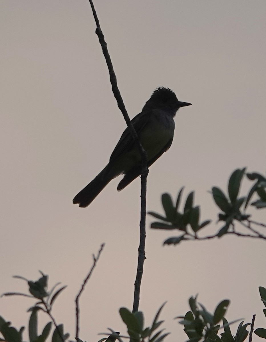 Great Crested Flycatcher - ML619027700