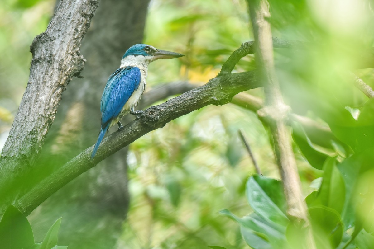 Collared Kingfisher - Thitiphon Wongkalasin