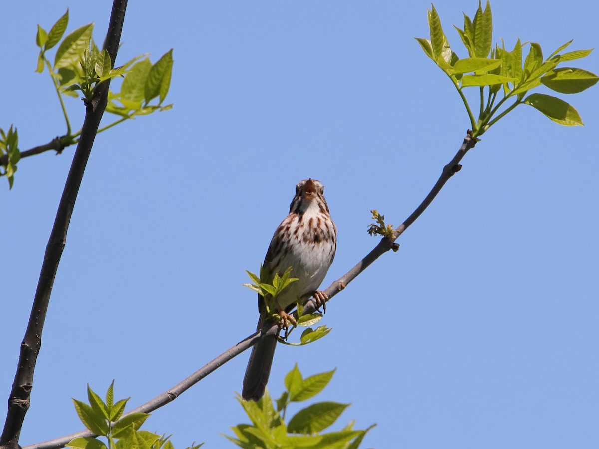 Song Sparrow - Dani Siddle