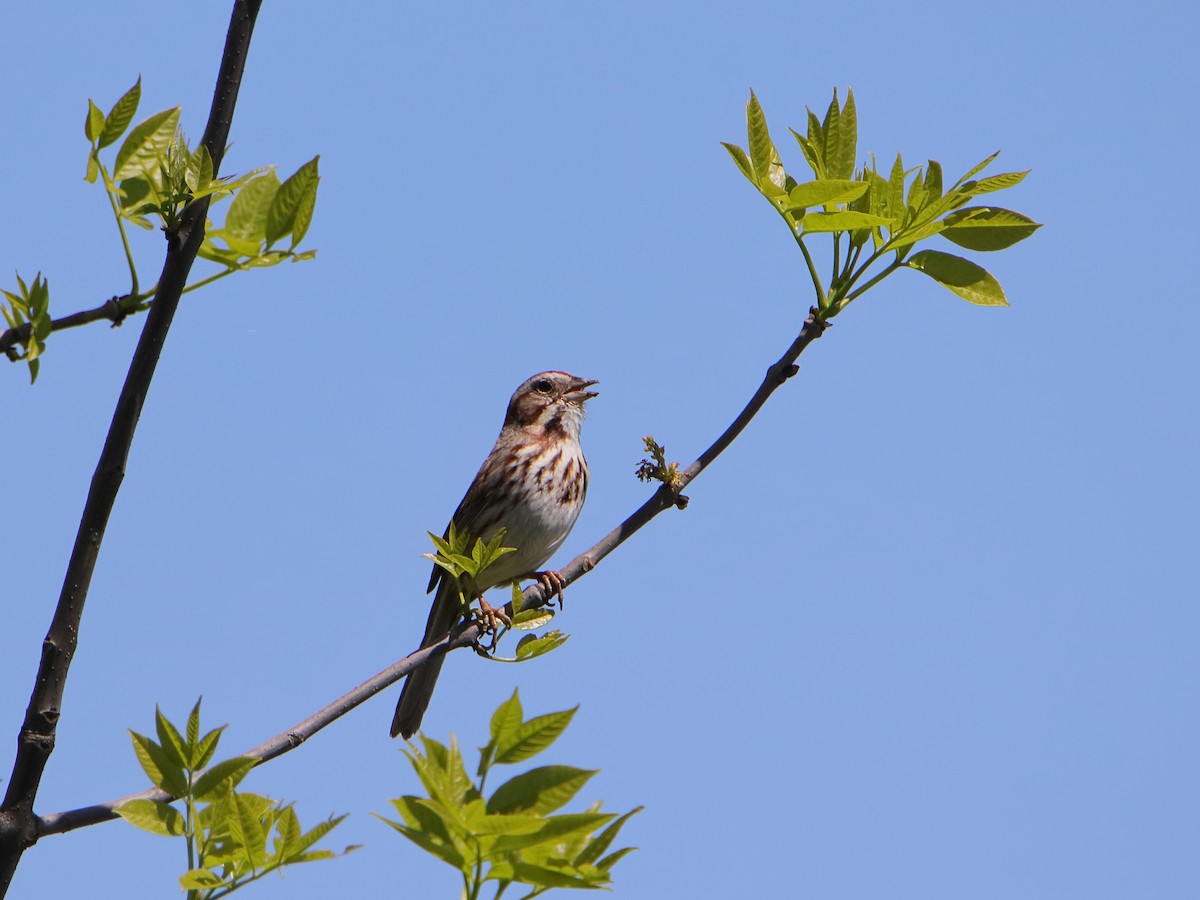 Song Sparrow - Dani Siddle