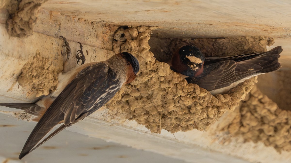 Cliff Swallow - ML619027713