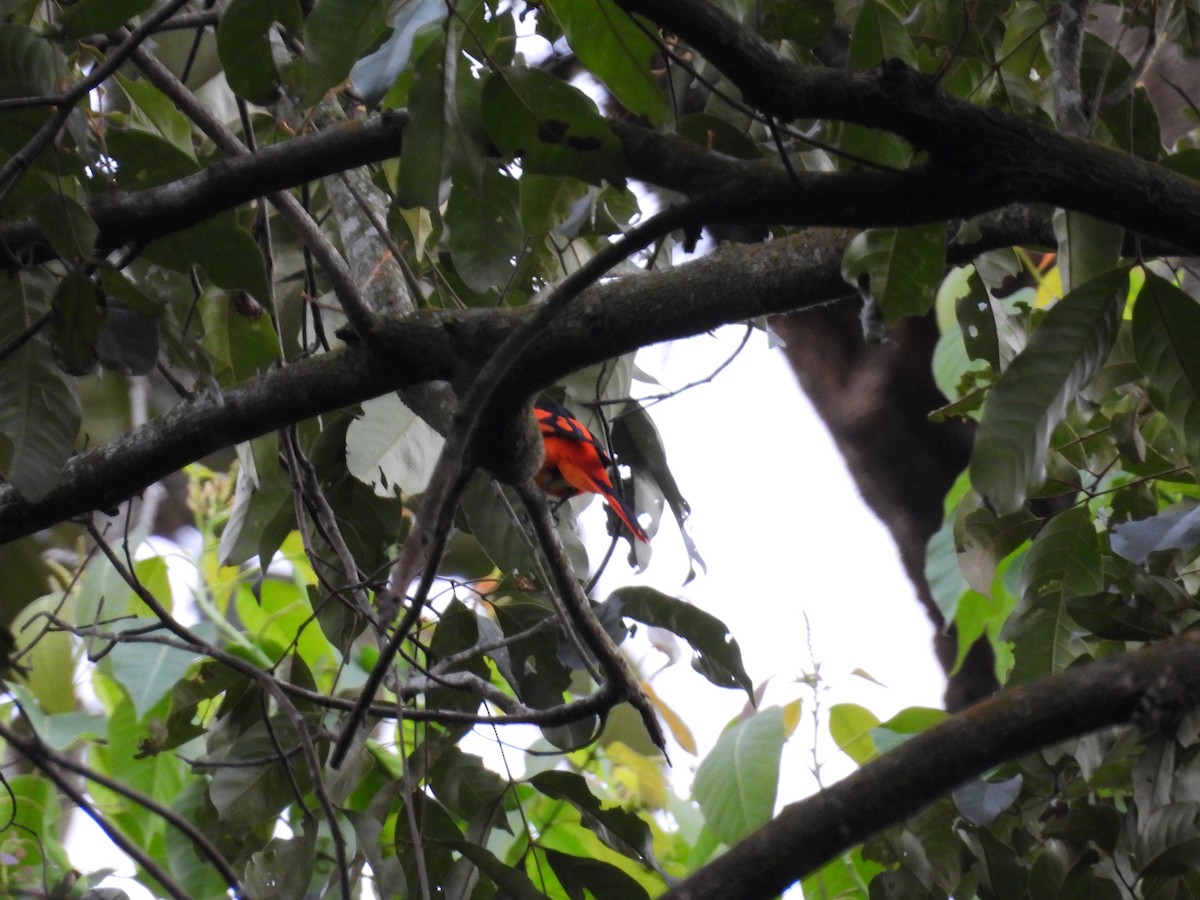 Scarlet Minivet - Rahul Kumaresan