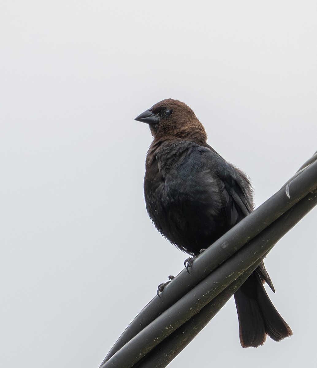 Brown-headed Cowbird - ML619027720