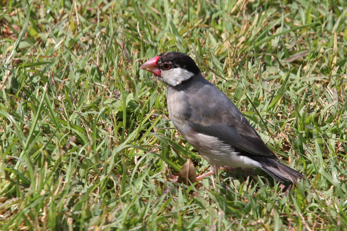 Java Sparrow - William Clark