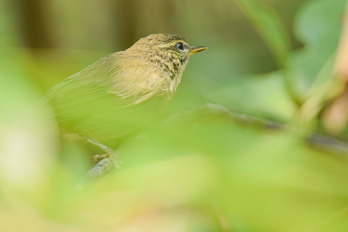 Arctic/Kamchatka Leaf Warbler - Thitiphon Wongkalasin