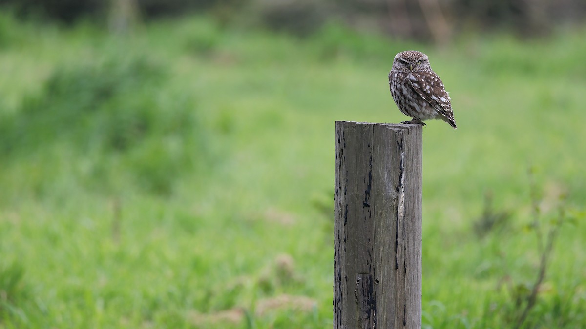 Little Owl - Josh Jones