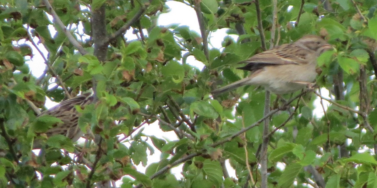 Clay-colored Sparrow - ML619027741