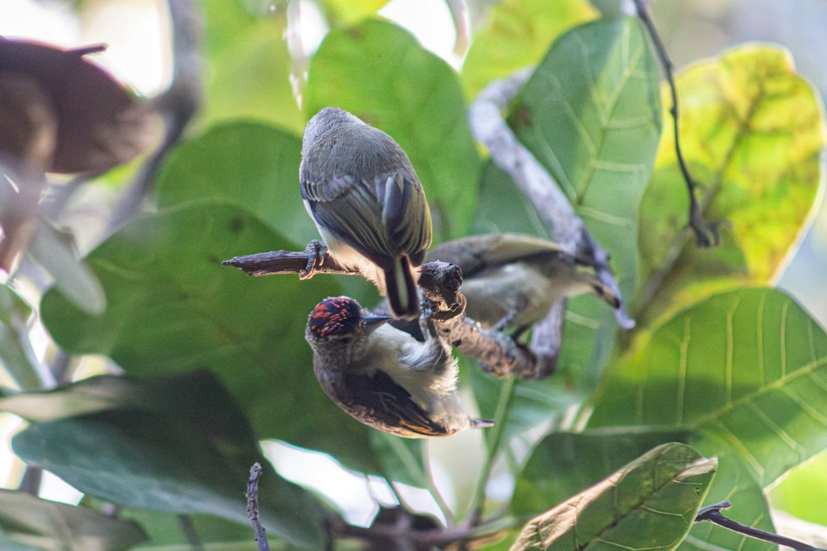 Plain-breasted Piculet - ML619027759