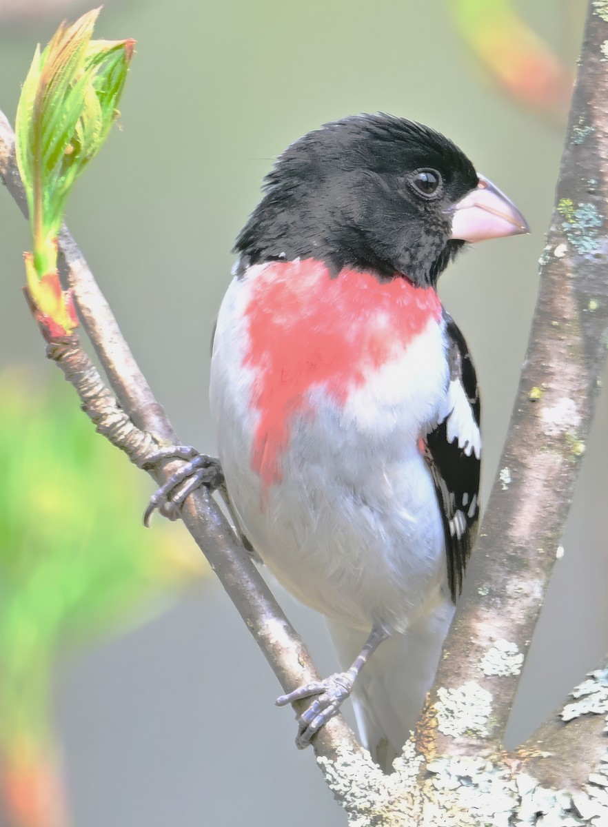 Rose-breasted Grosbeak - ML619027765