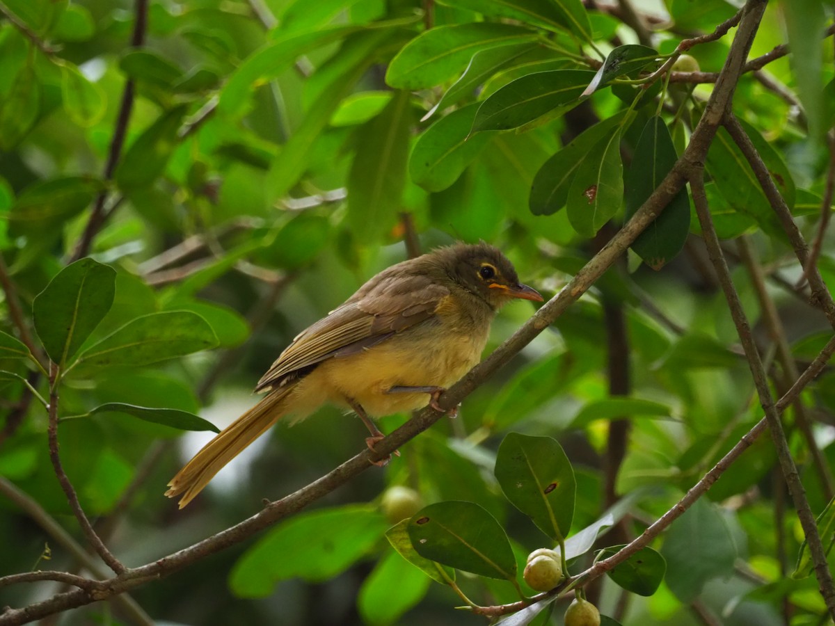 eBird Checklist - 29 Jul 2023 - Blue Post Hotel, Thika - 55 species