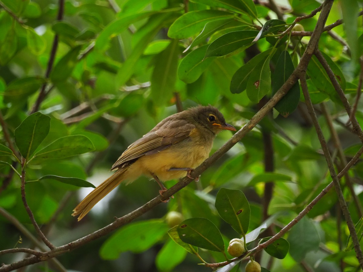 Bulbul Pechiamarillo - ML619027773