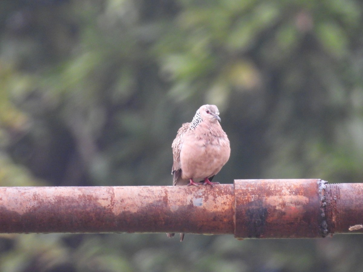Spotted Dove - Rahul Kumaresan