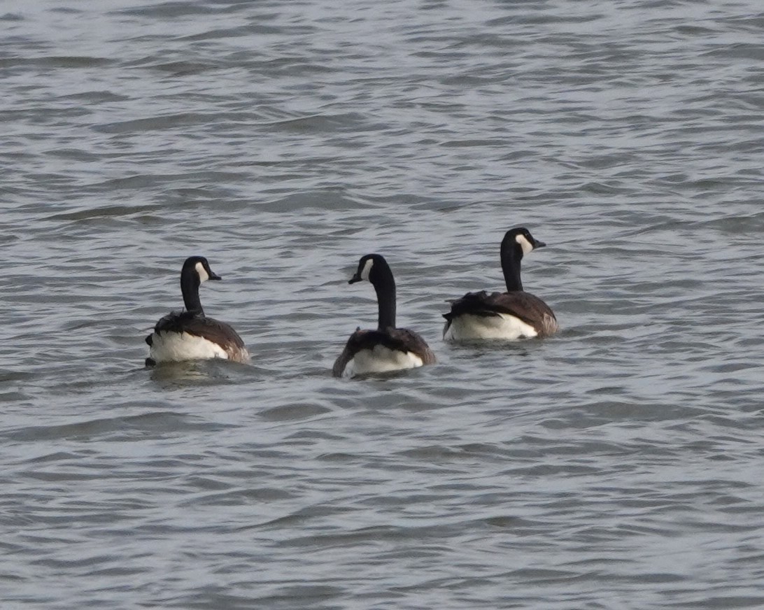 Canada Goose - Lynn Thompson