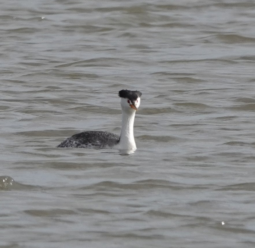 Clark's Grebe - Lynn Thompson