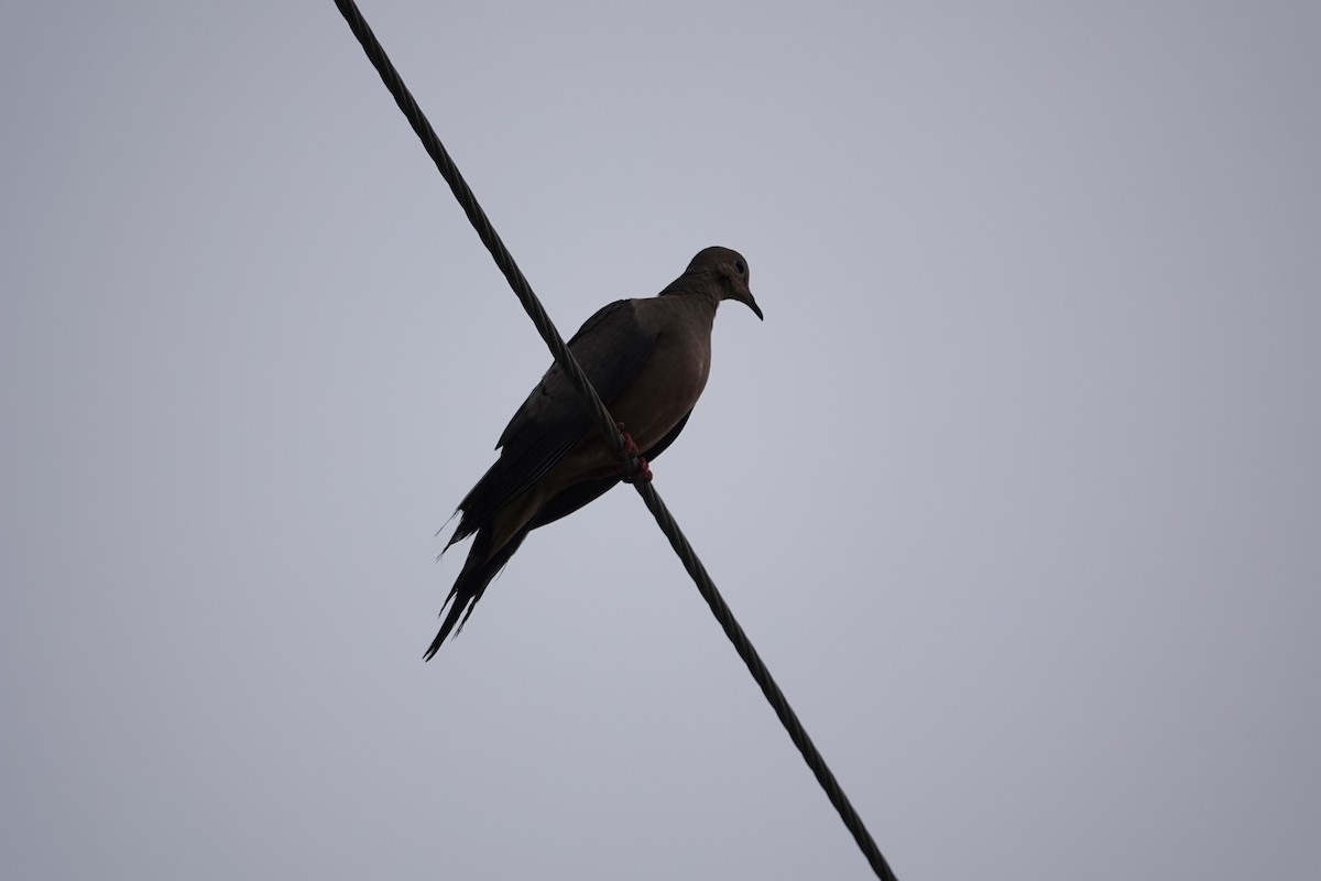 Mourning Dove - ML619027820