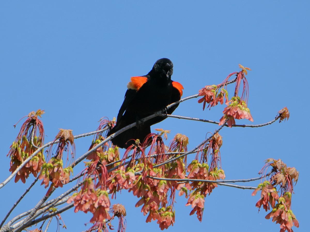 Red-winged Blackbird - Dani Siddle