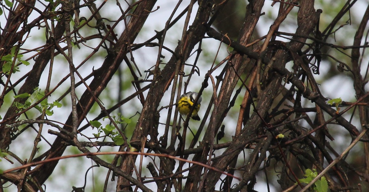 Magnolia Warbler - Bradley White