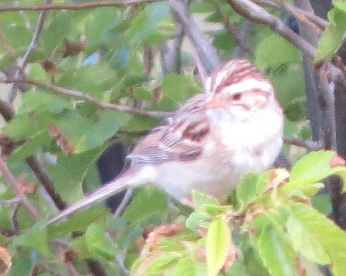 Clay-colored Sparrow - ML619027846